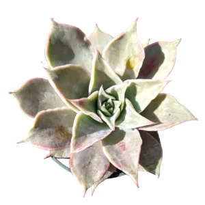 Echeveria Madiba Succulent Live Plant - Wavy Leaves, Easy Care - Image 2