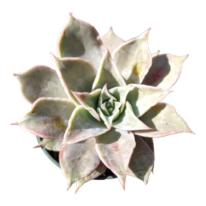 Echeveria Madiba Succulent Live Plant - Wavy Leaves, Easy Care - Image 1
