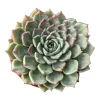 Echeveria Masoho Succulent Live Plant - Potted Houseplant - 2-4 Inch - Image 1