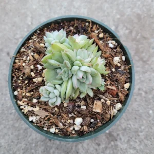 Echeveria Mebina Variegated Succulent Live Plant - Stunning Rosette - Image 4