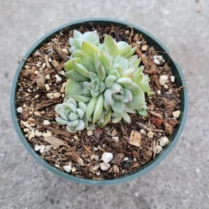 Echeveria Mebina Variegated Succulent Live Plant - Stunning Rosette - Image 5