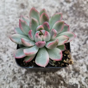 Echeveria Mebina Variegated Succulent Live Plant - Stunning Rosette - Image 7