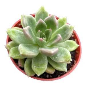Echeveria Melody Succulent Live Plant - Drought Tolerant Houseplant - Image 3