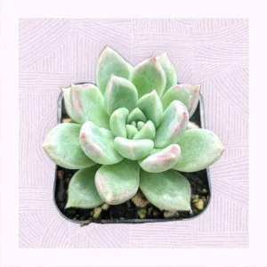Echeveria Melody Succulent Live Plant - Drought Tolerant Houseplant - Image 4