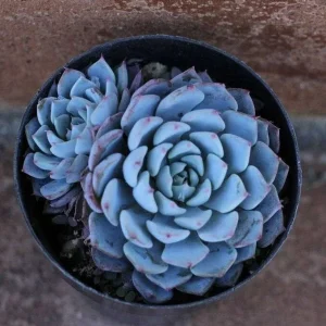 Echeveria Minima Seeds – 20 Pack – Miniature Succulent Seeds – Indoor & Outdoor - Image 1