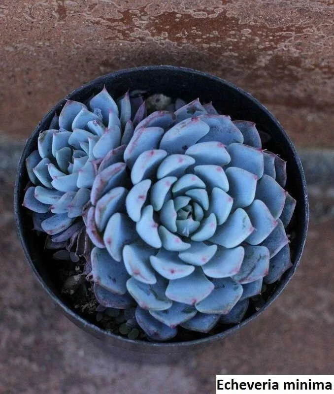 Echeveria Minima Seeds – 20 Pack – Miniature Succulent Seeds – Indoor & Outdoor - Image 5