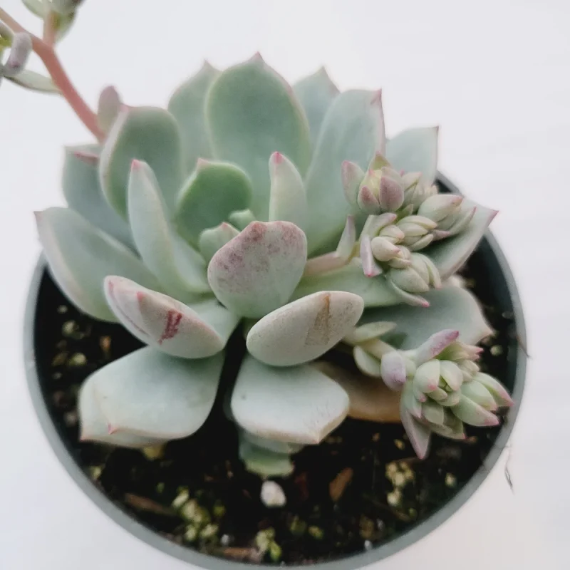 Echeveria 'Moonglow' Succulent Plant - Easy Care Houseplant