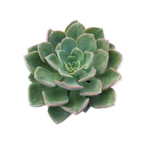 Echeveria Noble Live Succulent Plant - Drought Tolerant Houseplant - Image 3