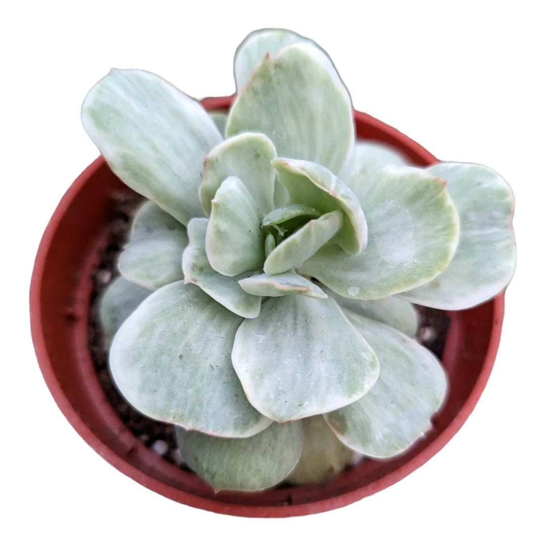 Echeveria Peach Pride Variegata Succulent Live Plant - Easy Care - Image 2