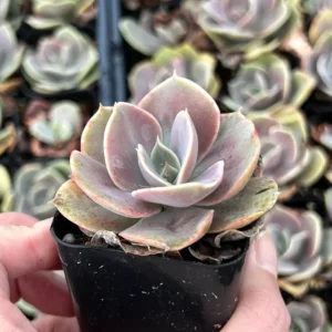 Echeveria Perle von Nurnberg Purple Succulent Live Plant 2-4 Inch Pot - Image 10