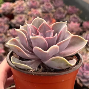 Echeveria Perle von Nurnberg Purple Succulent Live Plant 2-4 Inch Pot - Image 2