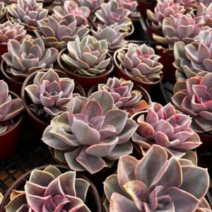Echeveria Perle von Nurnberg Purple Succulent Live Plant 2-4 Inch Pot - Image 3