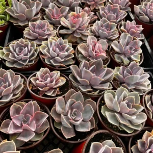 Echeveria Perle von Nurnberg Purple Succulent Live Plant 2-4 Inch Pot - Image 5