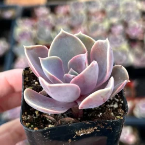 Echeveria Perle von Nurnberg Purple Succulent Live Plant 2-4 Inch Pot - Image 6