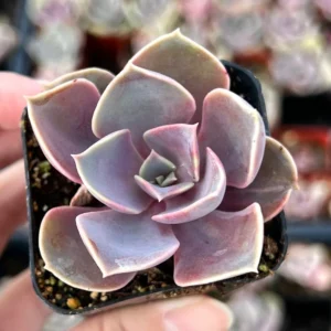 Echeveria Perle von Nurnberg Purple Succulent Live Plant 2-4 Inch Pot - Image 7