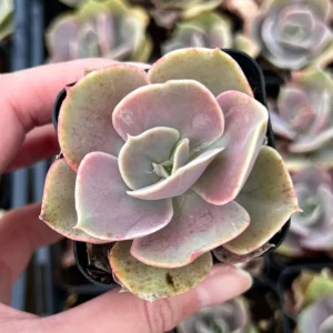 Echeveria Perle von Nurnberg Purple Succulent Live Plant 2-4 Inch Pot - Image 9