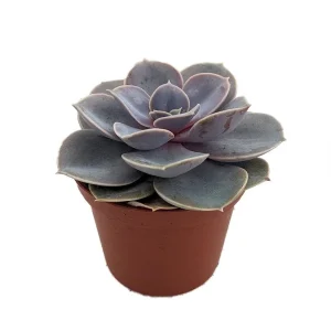 Echeveria Perle Von Nurnberg Succulent Live Plant – 2.5" Pot – Indoor/Outdoor - Image 1
