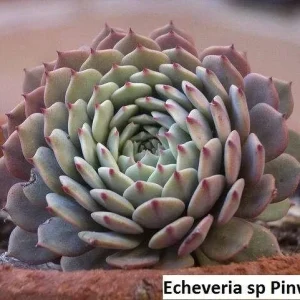 Echeveria Pinwheel Succulent Seeds - 20 Pack: Grow Exotic Indoor & Outdoor Plants - Image 4