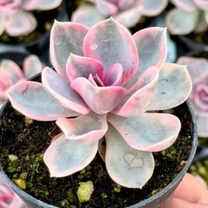 Echeveria Rainbow Variegated Succulent Live Plant - Pink Echeveria, 2"/4" Pot - Image 2