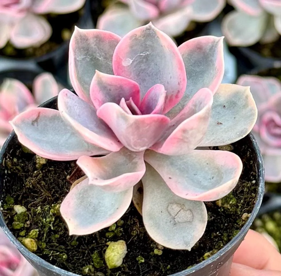 Echeveria Rainbow Variegated Succulent Live Plant - Pink Echeveria, 2"/4" Pot - Image 2