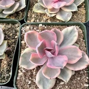 Echeveria Rainbow Variegated Succulent Live Plant - Pink Echeveria, 2