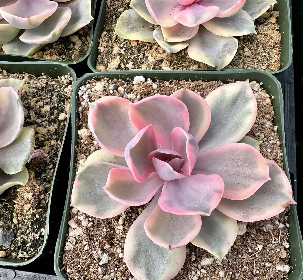 Echeveria Rainbow Variegated Succulent Live Plant - Pink Echeveria, 2"/4" Pot - Image 5
