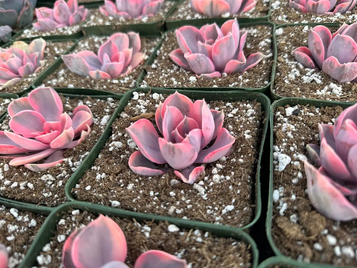 Echeveria Rainbow Variegated Succulent Live Plant - Pink Echeveria, 2"/4" Pot - Image 7