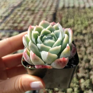 Echeveria 'Raspberry Ice' Succulent Live Plant - Drought Tolerant Indoor/Outdoor - Image 2