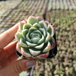 Echeveria 'Raspberry Ice' Succulent Live Plant - Drought Tolerant Indoor/Outdoor - Image 3