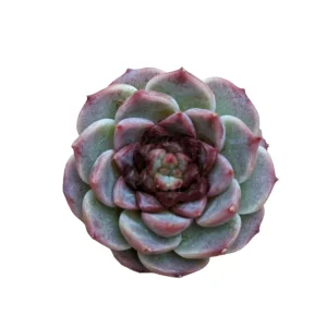 Echeveria Red Velvet Succulent Live Plant – Drought Tolerant Indoor - Image 3