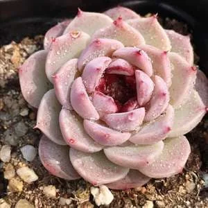 Echeveria Red Velvet Succulent Live Plant – Drought Tolerant Indoor - Image 1