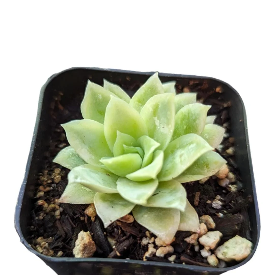 Echeveria Rose Queen Succulent Live Plant - Blue-Green Rosettes, Easy Care - Image 1