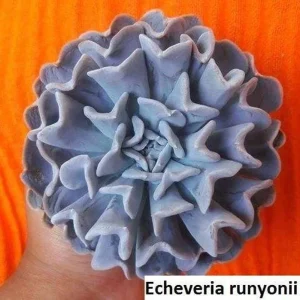 Echeveria Runyonii Seeds - 20 Pack Succulent Seeds - Flowering Indoor/Outdoor - Image 4