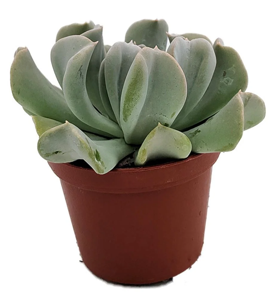 Echeveria Runyonii Succulent Live Plant – 2.5 inch Pot – Indoor/Outdoor - Image 2