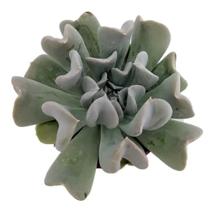 Echeveria Runyonii Succulent Live Plant – 2.5 inch Pot – Indoor/Outdoor - Image 1