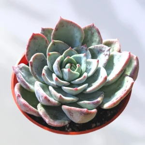 Echeveria Salmon Succulent Live Plant - Easy Care Indoor Succulent - Image 3