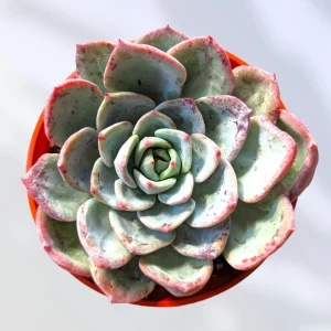 Echeveria Salmon Succulent Live Plant - Easy Care Indoor Succulent - Image 4
