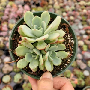 Echeveria Salmon Succulent Live Plant - Easy Care Indoor Succulent - Image 5