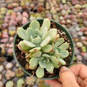 Echeveria Salmon Succulent Live Plant - Easy Care Indoor Succulent - Image 6