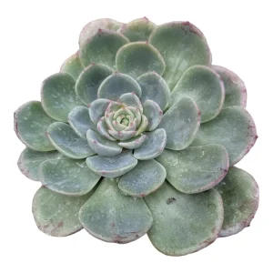 Echeveria Salmon Succulent Live Plant - Easy Care Indoor Succulent - Image 7