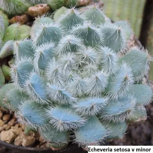 Echeveria Setosa v. Deminuta Seeds - 20 Pack - Rare Succulent Seeds for Garden - Image 6
