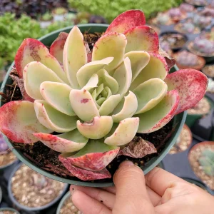 Echeveria Silk Veil Succulent Live Plant - Drought Tolerant Indoor/Outdoor - Image 5