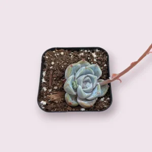 Echeveria 'Snow Bunny' Succulent Plant - Live Indoor/Outdoor Succulent - Image 3