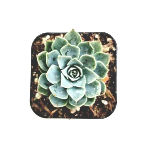 Echeveria subalpina Succulent Plant - Live, Drought-Tolerant, Easy Care - Image 2