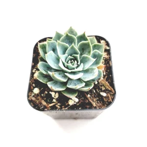 Echeveria subalpina Succulent Plant - Live, Drought-Tolerant, Easy Care - Image 1