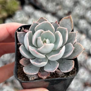 Echeveria Subsessilis 'Morning Beauty' Rosette Succulent Live Plant 2-4 inch Pot - Image 10