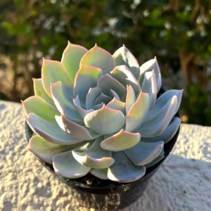 Echeveria Subsessilis 'Morning Beauty' Rosette Succulent Live Plant 2-4 inch Pot - Image 2