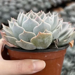 Echeveria Subsessilis 'Morning Beauty' Rosette Succulent Live Plant 2-4 inch Pot - Image 3