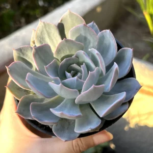 Echeveria Subsessilis 'Morning Beauty' Rosette Succulent Live Plant 2-4 inch Pot - Image 4