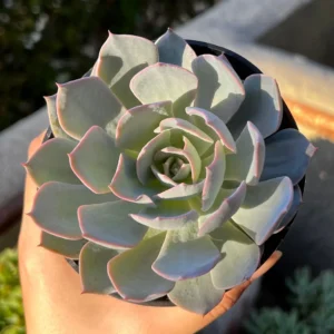 Echeveria Subsessilis 'Morning Beauty' Rosette Succulent Live Plant 2-4 inch Pot - Image 5